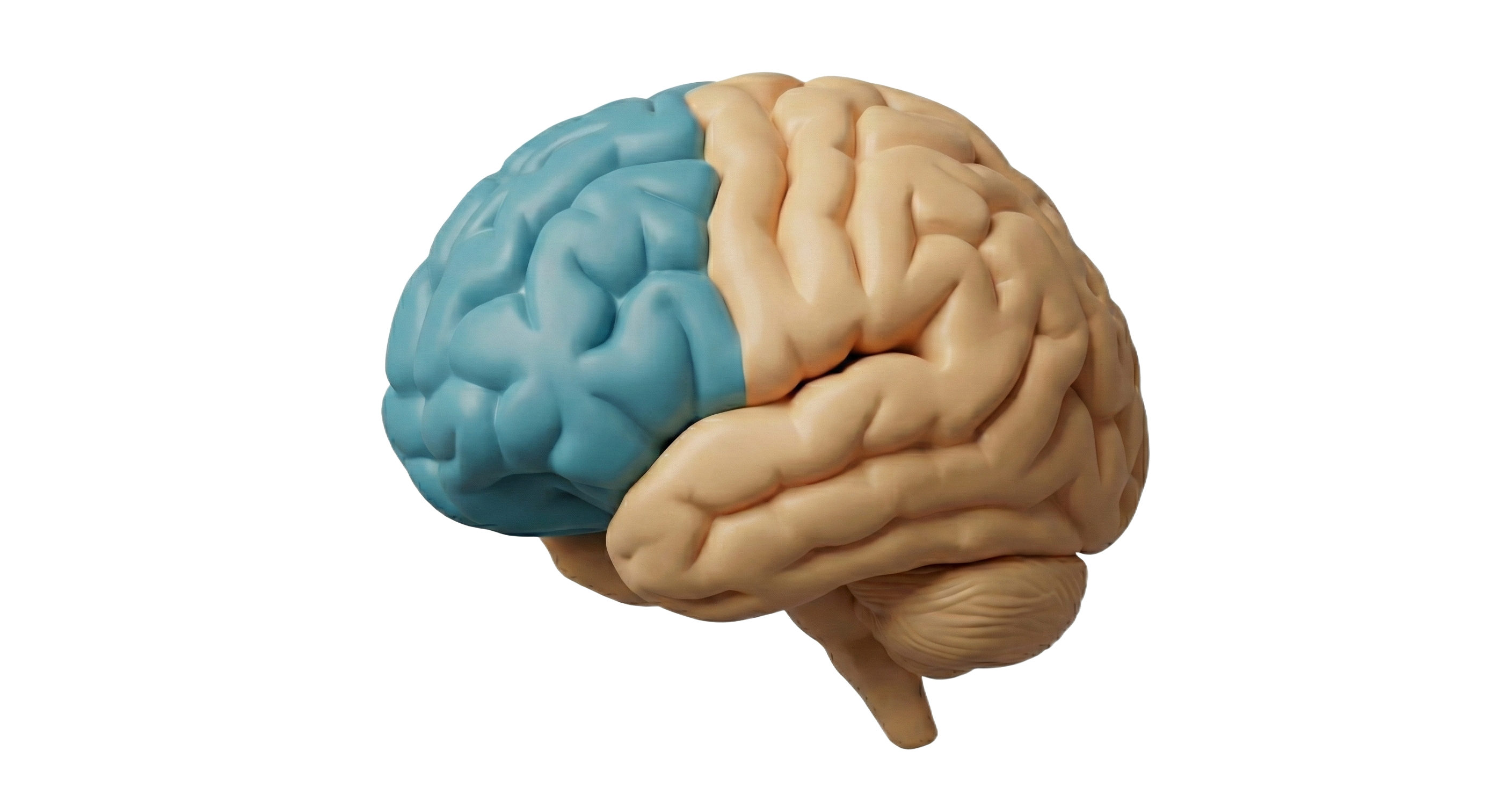 Prefrontal cortex — kontrola AI